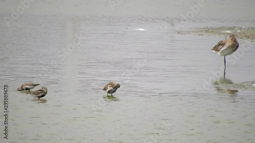 Birds Dunlin in Water and Greenshank Standing Asleep 4K