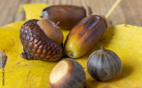 frutti autunnali del bosco, ghiande, castagne, marroni, foglie su tavolo di legno photo