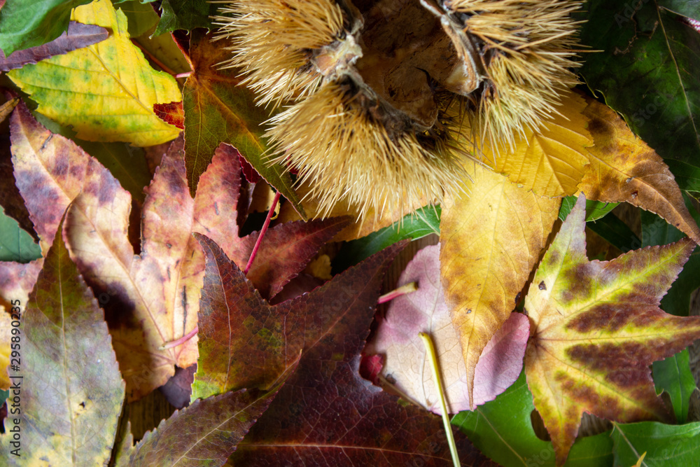 Φωτογραφία frutti autunnali del bosco, ghiande, castagne, marroni, foglie su tavolo di legn