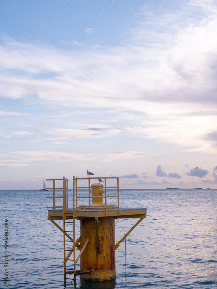 Seagulls enjoying the beautiful sunset in Key West. Miami, Florida