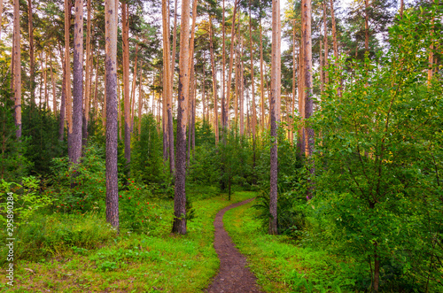 Road in the forest among the pine forest in autumn.