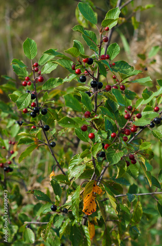 Black and red buckthorn berries on the branches.