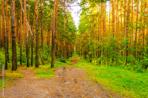 The road in the forest. The path passes among pines and firs. © Сергей Лаврищев
