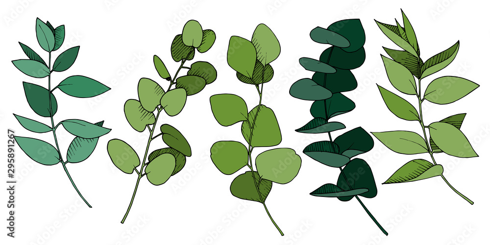 Obraz premium Vector Eucalyptus leaves branch. Black and white engraved ink art. Isolated branches illustration element.