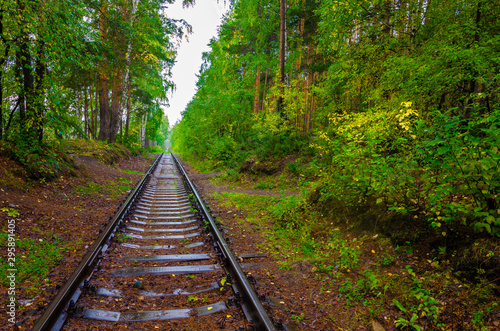 Railway tracks in the forest.The railway passes among the trees.