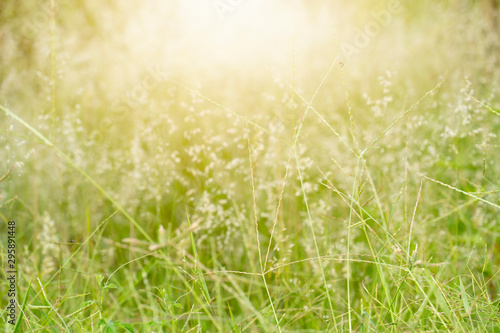 Fototapeta Naklejka Na Ścianę i Meble -  Beautiful bright white flowers of green grass. With the sun shining.