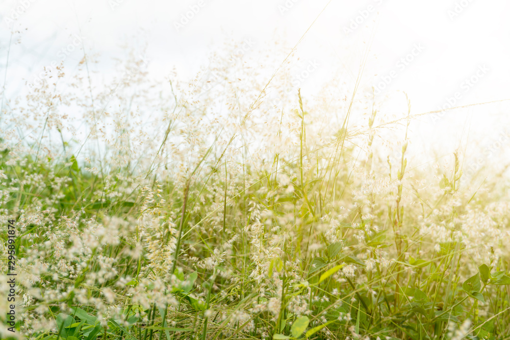 Beautiful bright white flowers of green grass. With the sun shining.