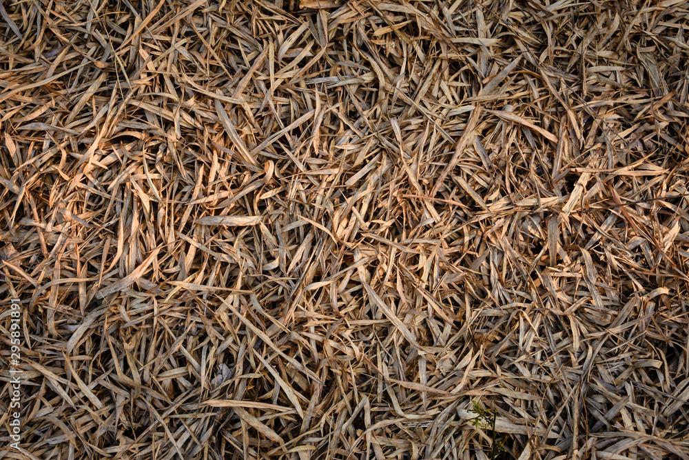 Dry bamboo leaves texture background with sunlight. Dry bamboo leaves texture background with sunlight.