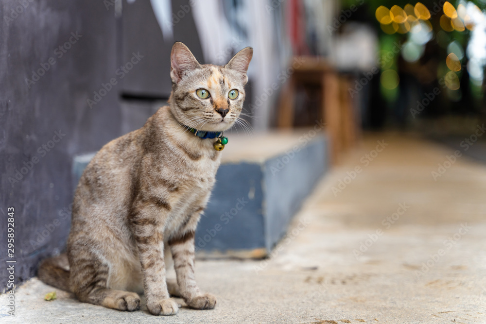 Tabby cat sitting on cement ground.