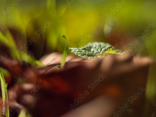 autumn green-yellow leaf on a blurry background. macro shot of autumn. yellowed autumn leaf. tree leaf with beautiful bokeh © yavorovich
