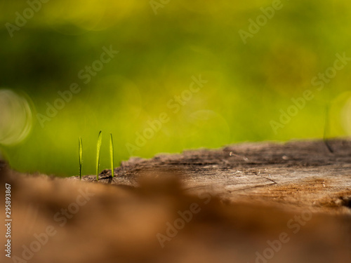 Closeup young grass sprouts on a dry wooden stump. macro shooting. beautiful blurred grass background © yavorovich