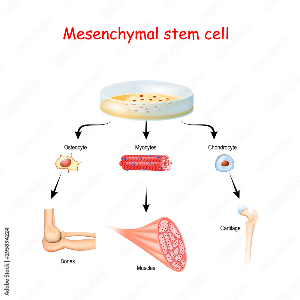Mesenchymal stem cells are multipotent stromal cells - obrazy, fototapety, plakaty 