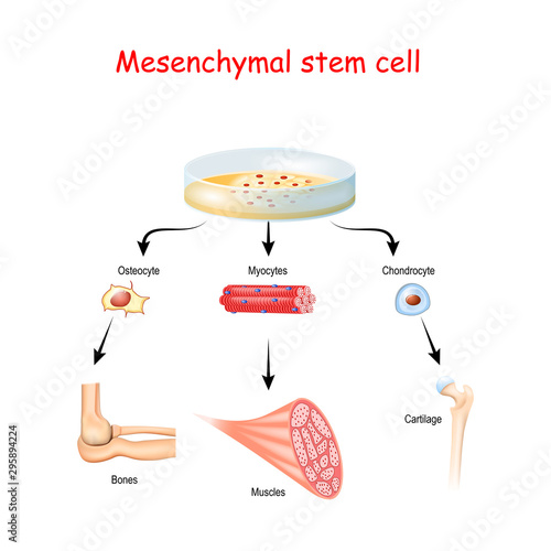 Mesenchymal stem cells are multipotent stromal cells
