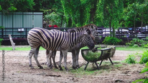 Zebra at the open zoo. photo