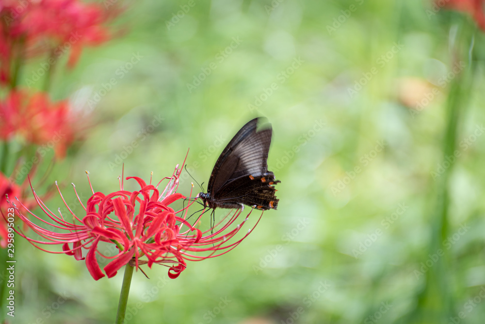 Fototapeta premium butterfly on flower