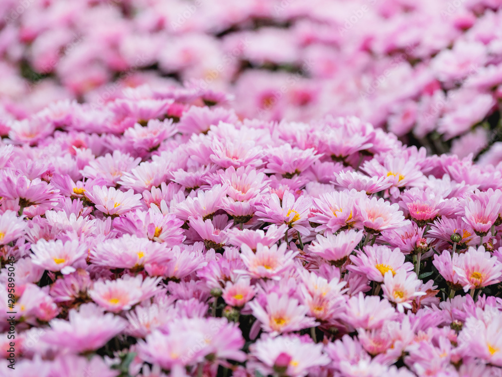 Obraz premium Large outdoor flower beds with pink chrysanthemums.
