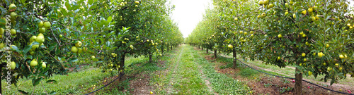 Tela ripe apples in an orchard ready for harvesting