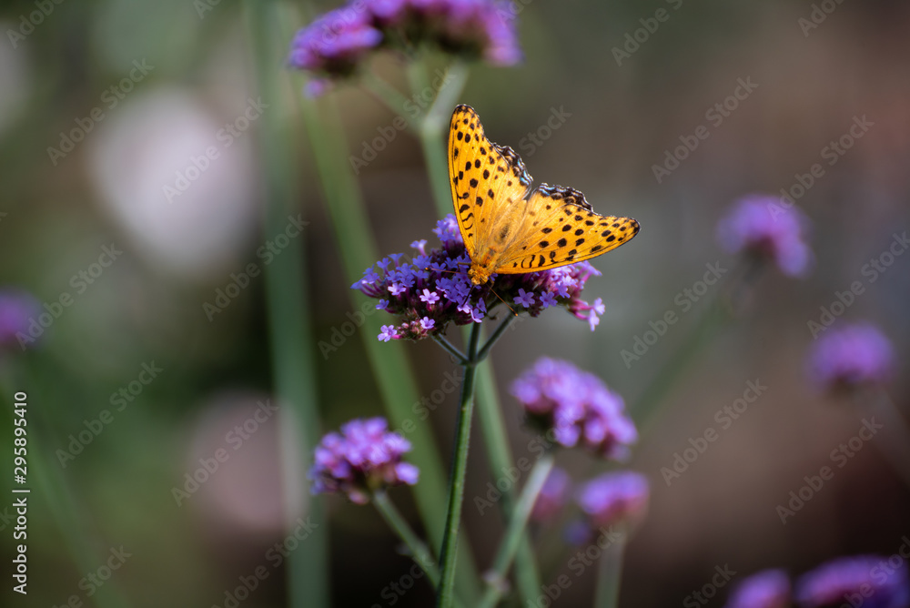 Obraz premium 花と蝶