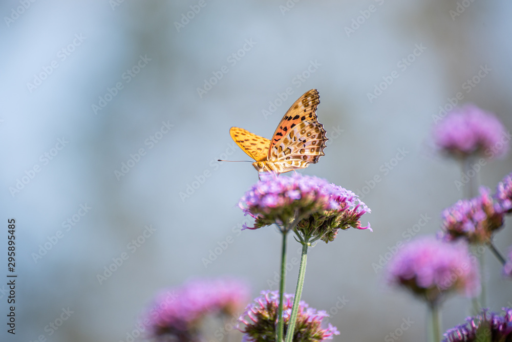 Obraz premium 花と蝶