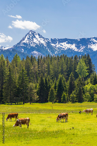 Herd of cows, Schladming Tauern, Austria