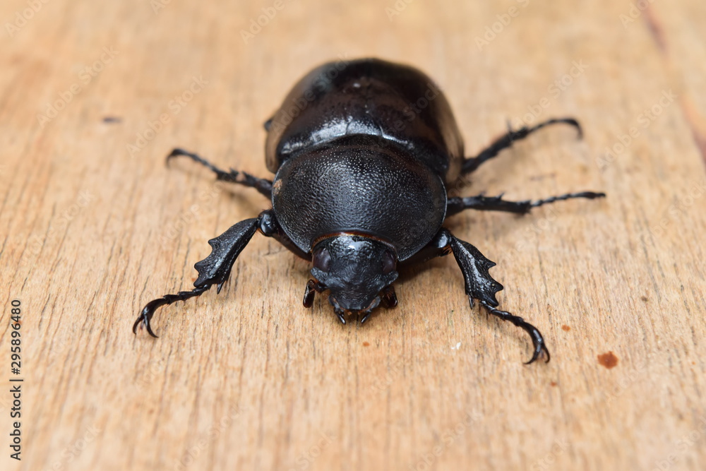 Close-up A black beetle on a piece of wood Close-up A black beetle on a piece of wood