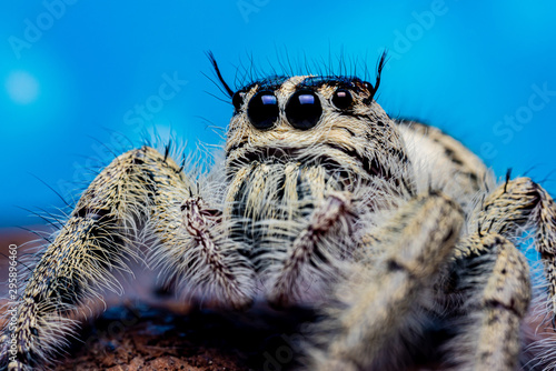 Close up Platycryptus undatus jumping spider. macro photo of insect and animal photo