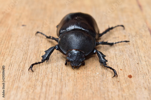 Close-up A black beetle on a piece of wood © Suriyan