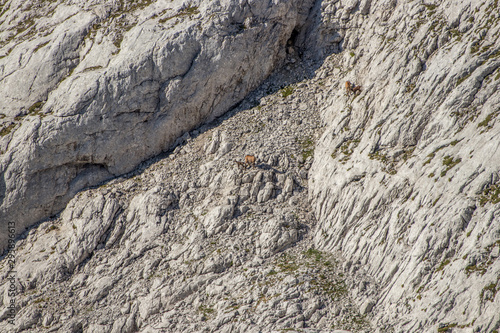 Few chamois in step mountains