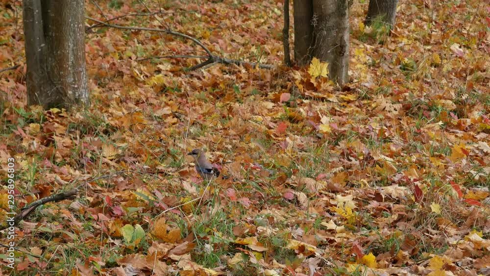Jay eats in the autumn forest. Jay eats in the autumn forest.