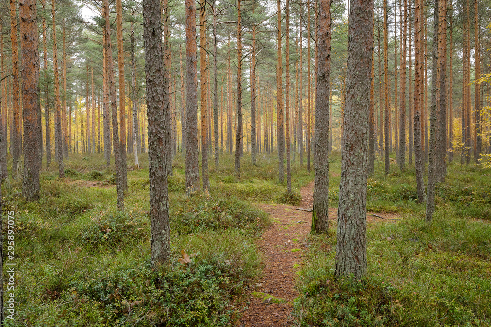 Footpath autumn forest landscape in Finland Footpath autumn forest landscape in Finland