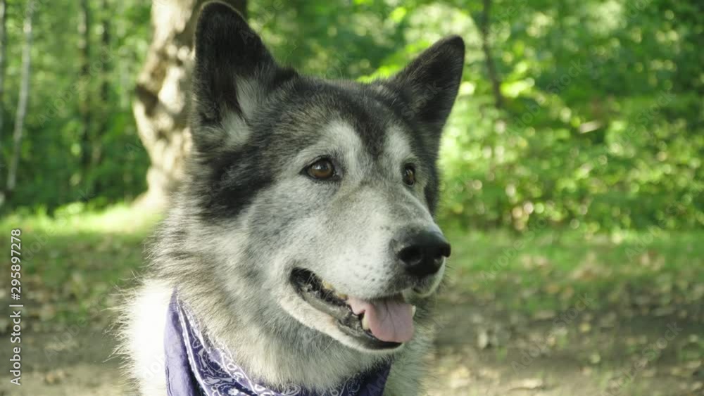 Gray dog, like a wolf with looking forward with interest Gray dog, like a wolf with looking forward with interest