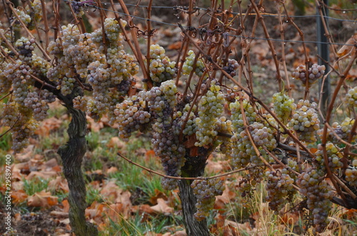 Grapes in the young spring