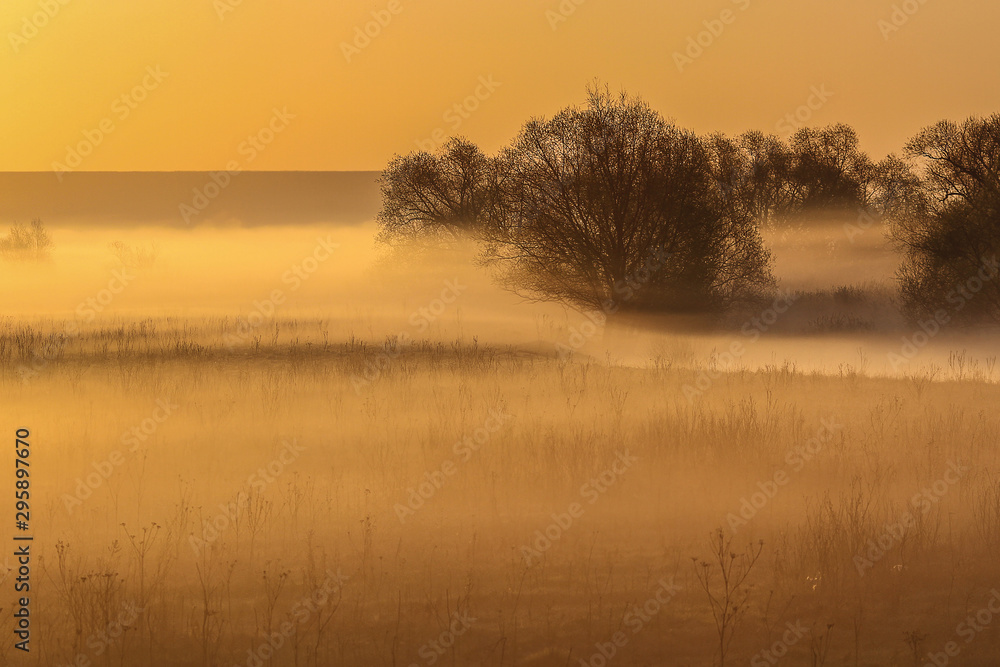 A field with sparse shrubs covered in thick morning fog