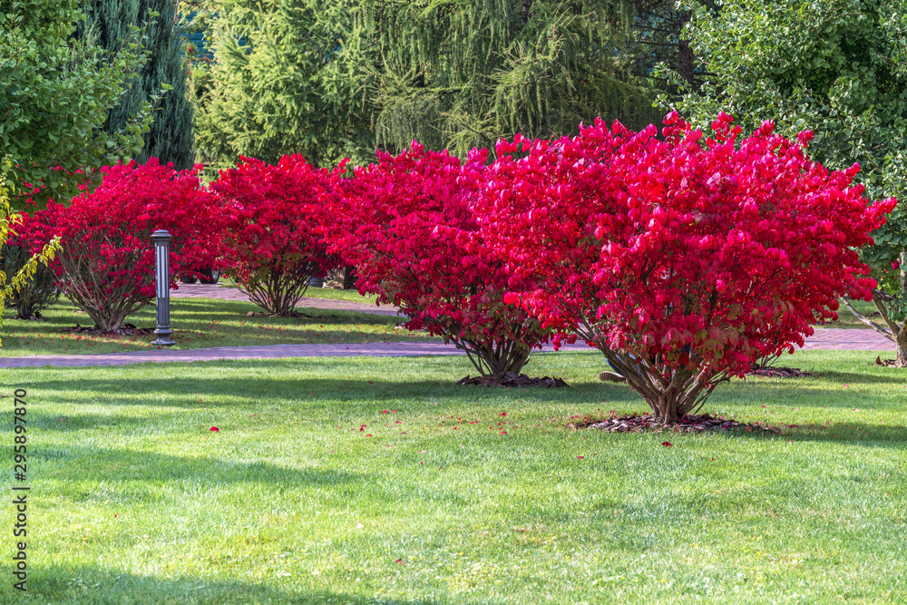 A fragment of the autumn park . Winged euonymus Compactus is a perennial shrub that impresses with its beauty.