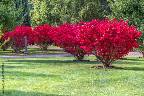 A fragment of the autumn park . Winged euonymus Compactus is a perennial shrub that impresses with its beauty.	 photo