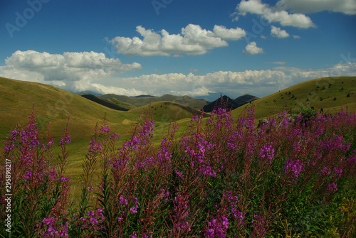 Summer blooms on the Campo Imperatore plateau on the Gran Sasso in Abruzzo, Italy