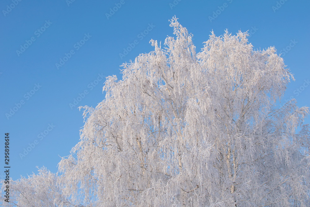 Winter background with blue sky and tree branches covered by snow or hoarfrost Winter background with blue sky and tree branches covered by snow or hoarfrost