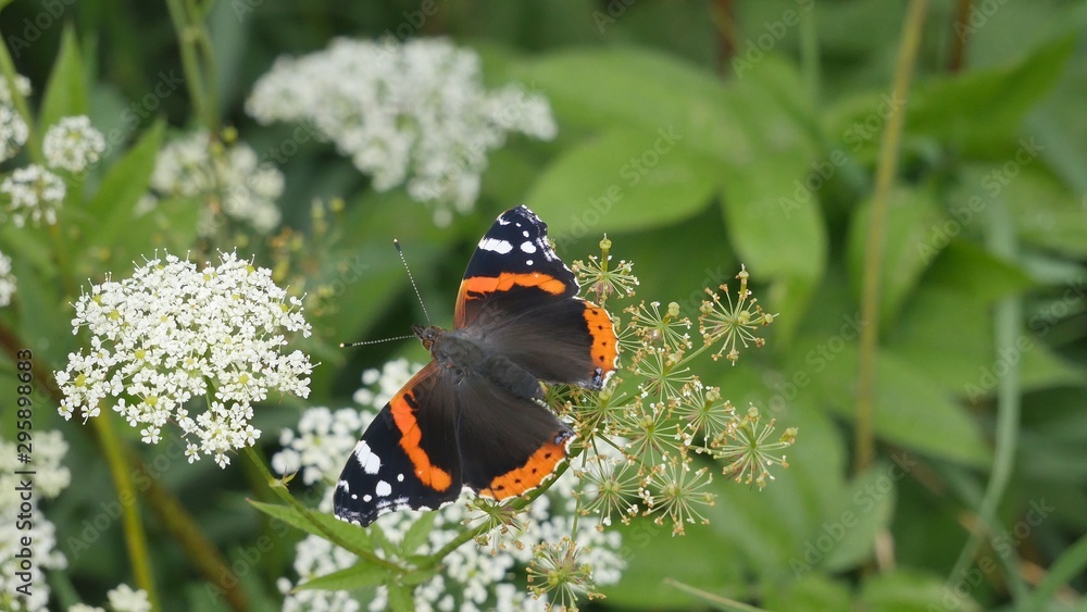 Vanessa atalanta butterfly on a white flower.