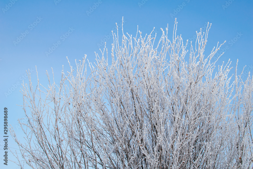 Winter background with blue sky and tree branches covered by snow or hoarfrost Winter background with blue sky and tree branches covered by snow or hoarfrost