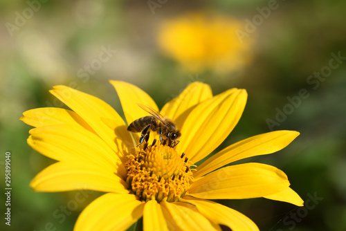 A bee on a yellow flower and a blurred green background. Side view