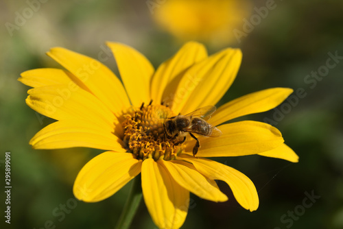 A bee on a yellow daisy collects pollen. View from above