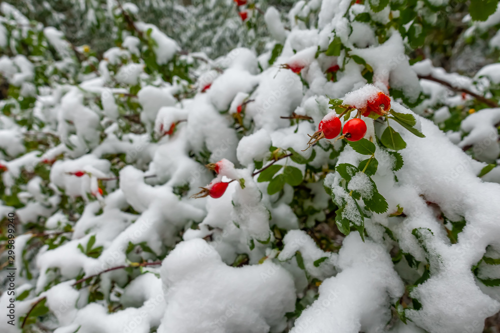 Early Snow in Fall Early Snow in Fall