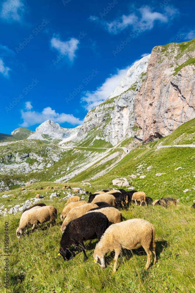 Fototapeta premium herd of sheep near Mangart, Triglav national park, Slovenia