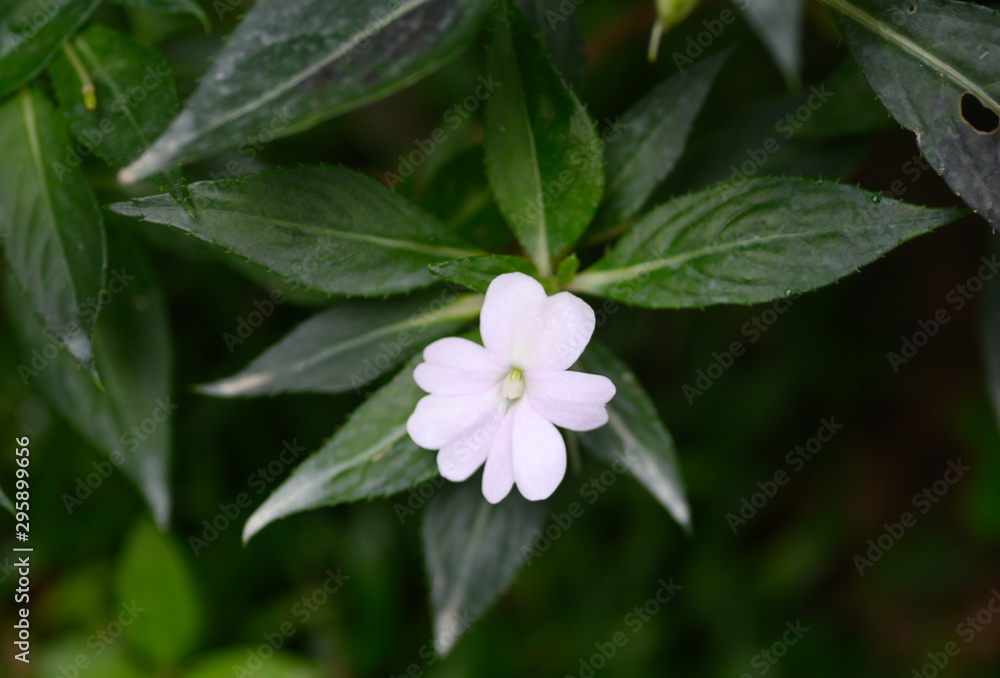 flower in the garden