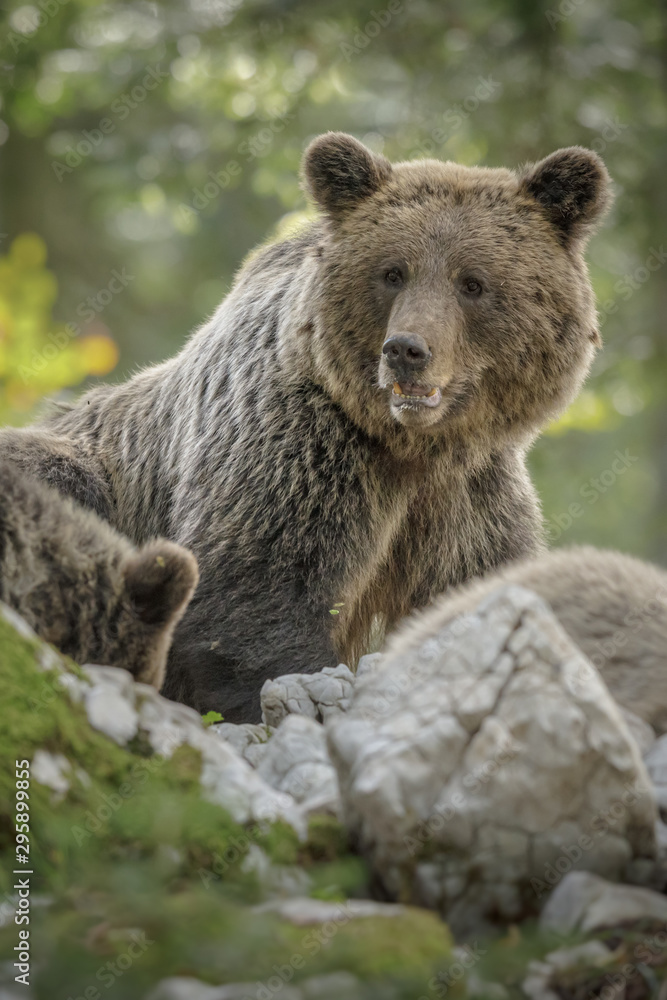 Mother bear watching her cubs