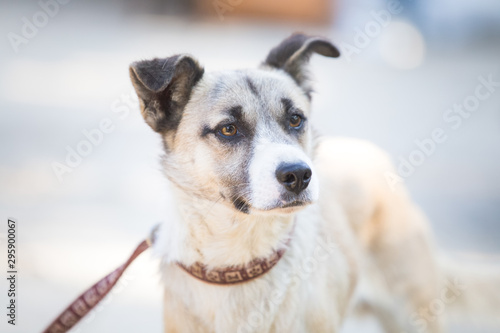 Curious mixbreed happy adopted dog