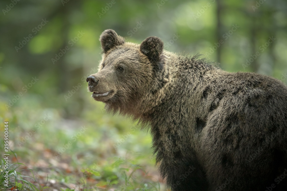 Adolescent bear cub
