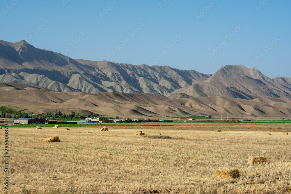 Obraz premium golden farm