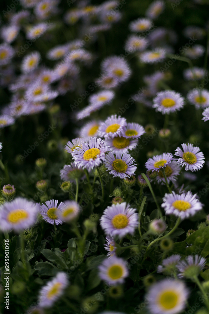 Petites marguerites mauves sur un fond d'un vert profond Petites marguerites mauves sur un fond d'un vert profond