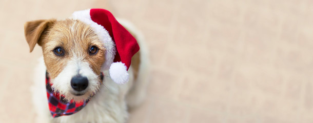 Happy christmas pet dog puppy with santa hat, web banner with copy space
